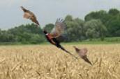 Hunt Pheasants
