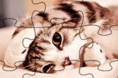Lovely Cats Jigsaw